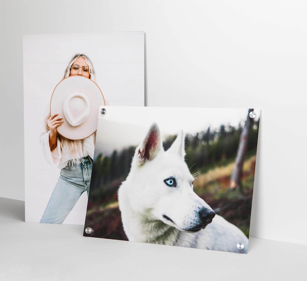 WHCC 2023 Sample Sales Metal Prints White base high gloss senior with hat husky dog 01