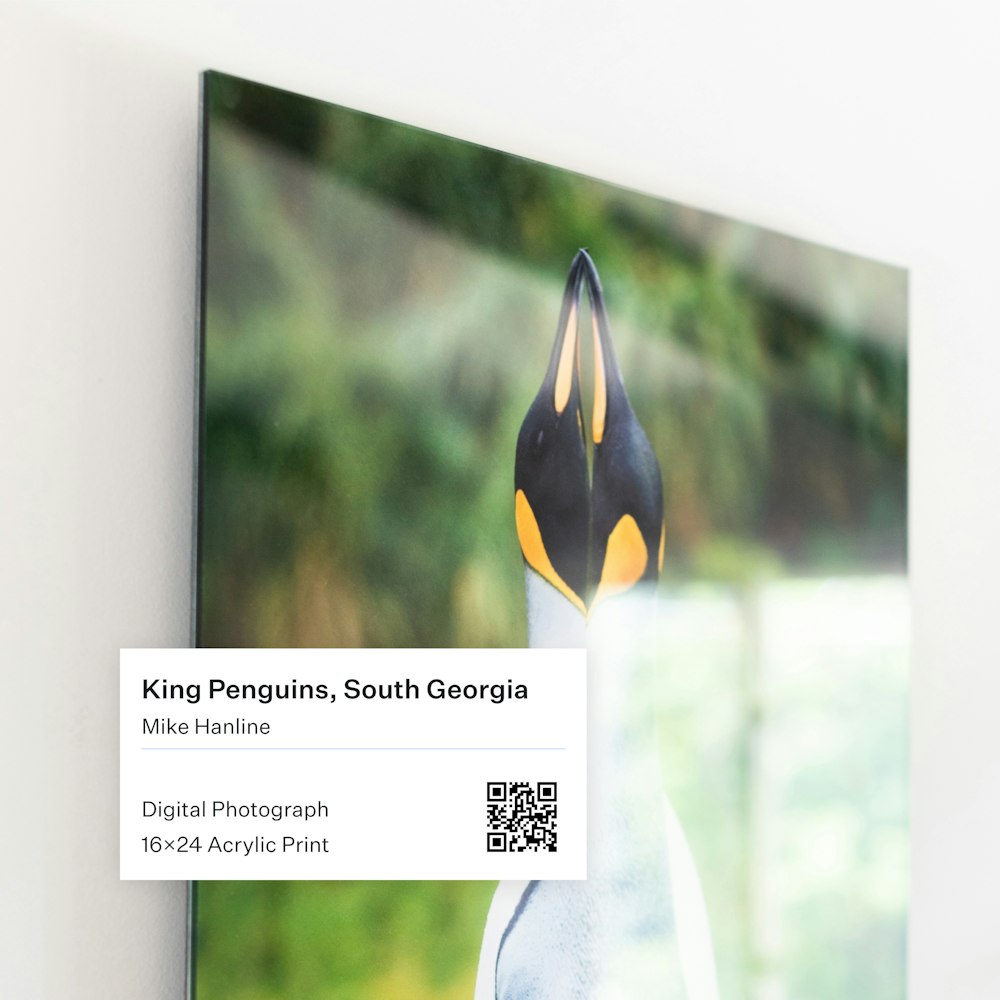 Acrylic Print of a digital photograph depicting king penguins in South Georgia, taken by Mike Hanline. An art exhibition label with details is affixed to the bottom left corner of the image.