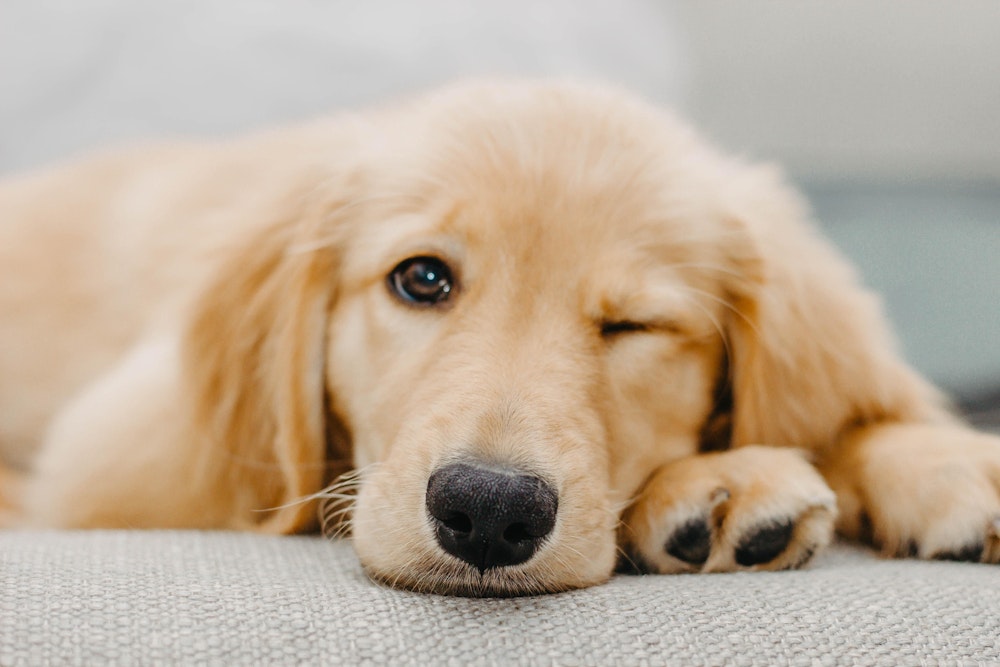 Winking puppy pet portrait